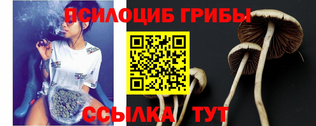 купить наркотик  Псилоцибиновые грибы мухоморы  Семилуки  Псилоцибиновые грибы Psilocybe 